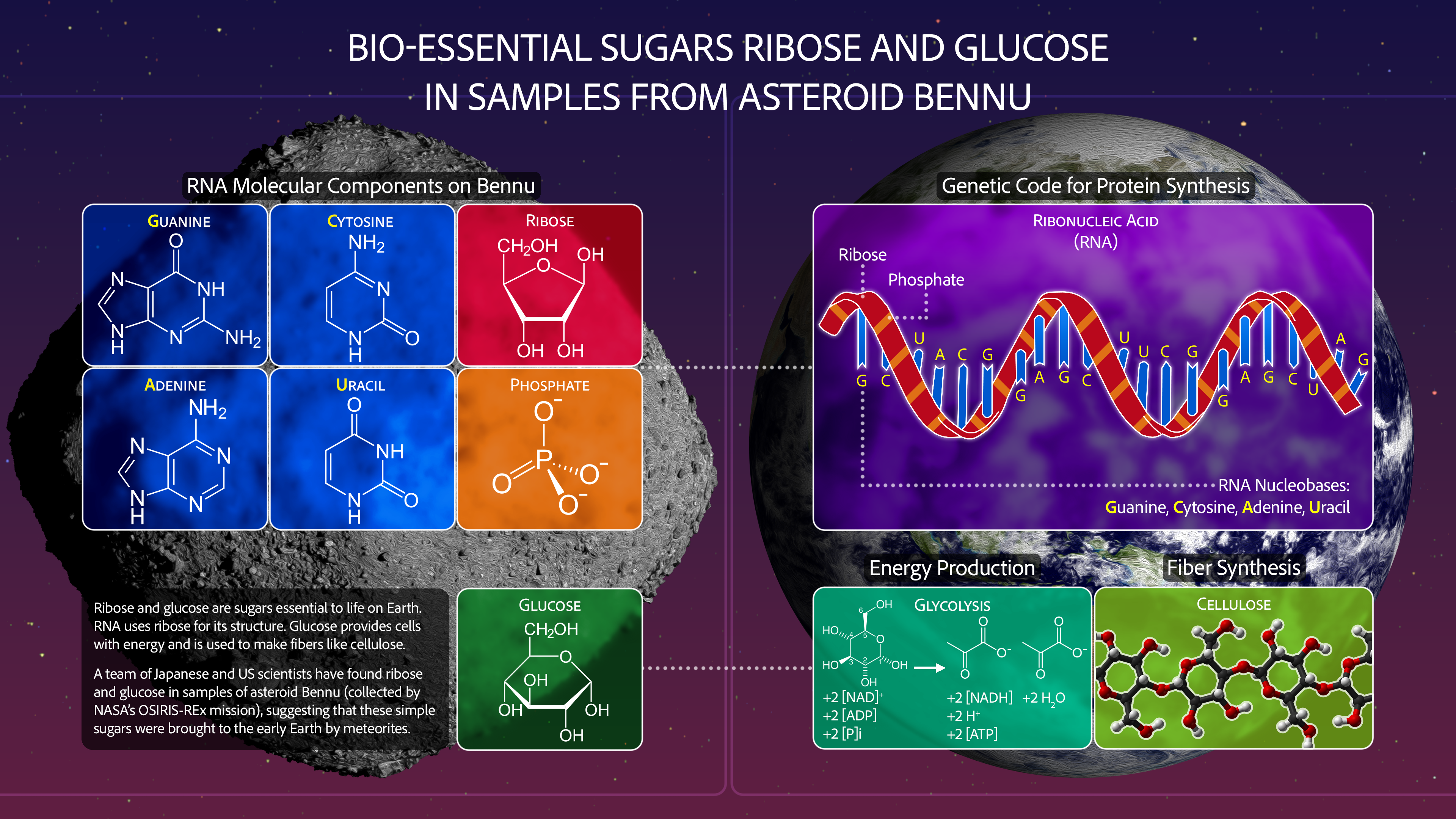 Diagram of ribose, nucleobases, phosphate and glucose beside explanations of RNA and energy pathways on Earth.