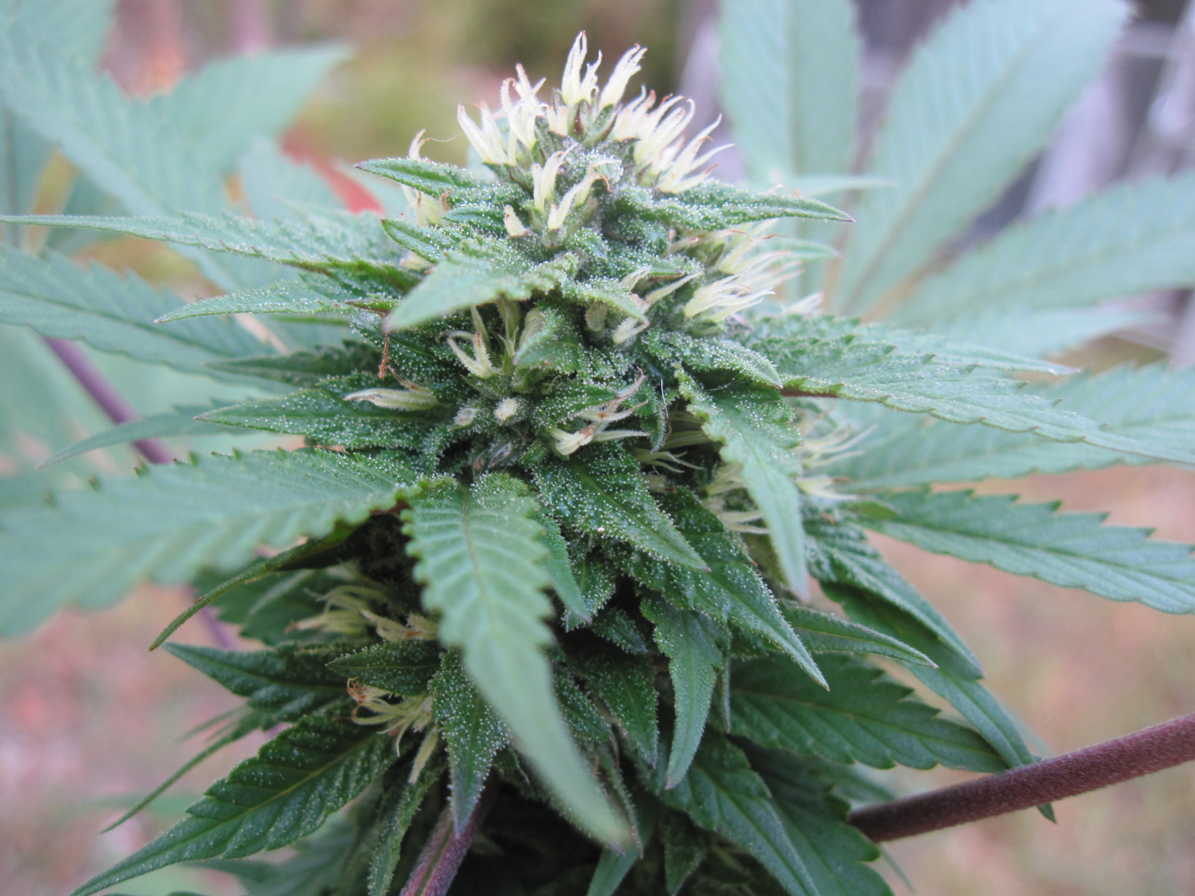 A cannabis flower among leaves.
