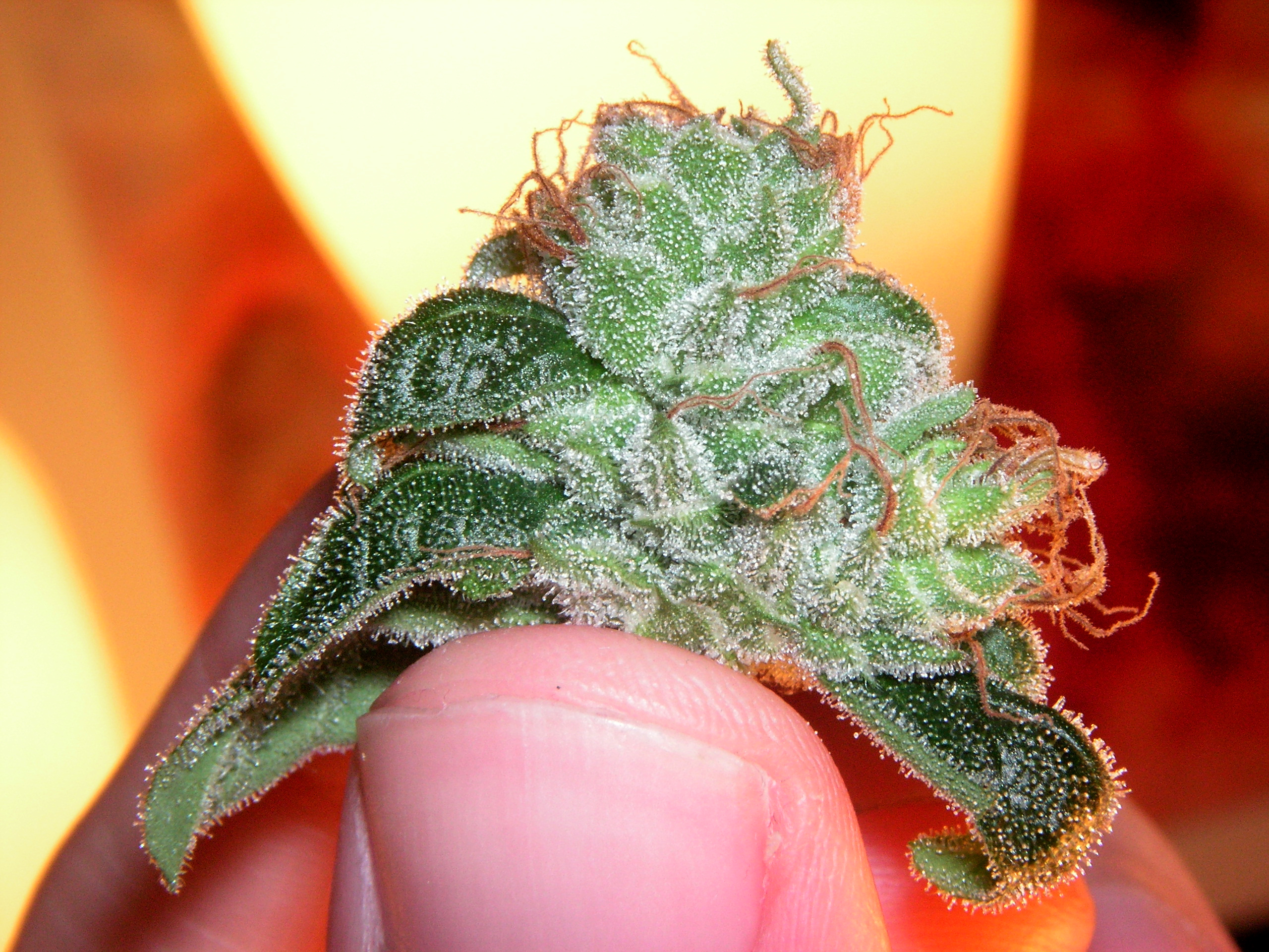 A cannabis bud held between fingers.