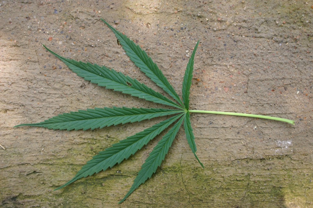 A cannabis leaf on a stone surface.