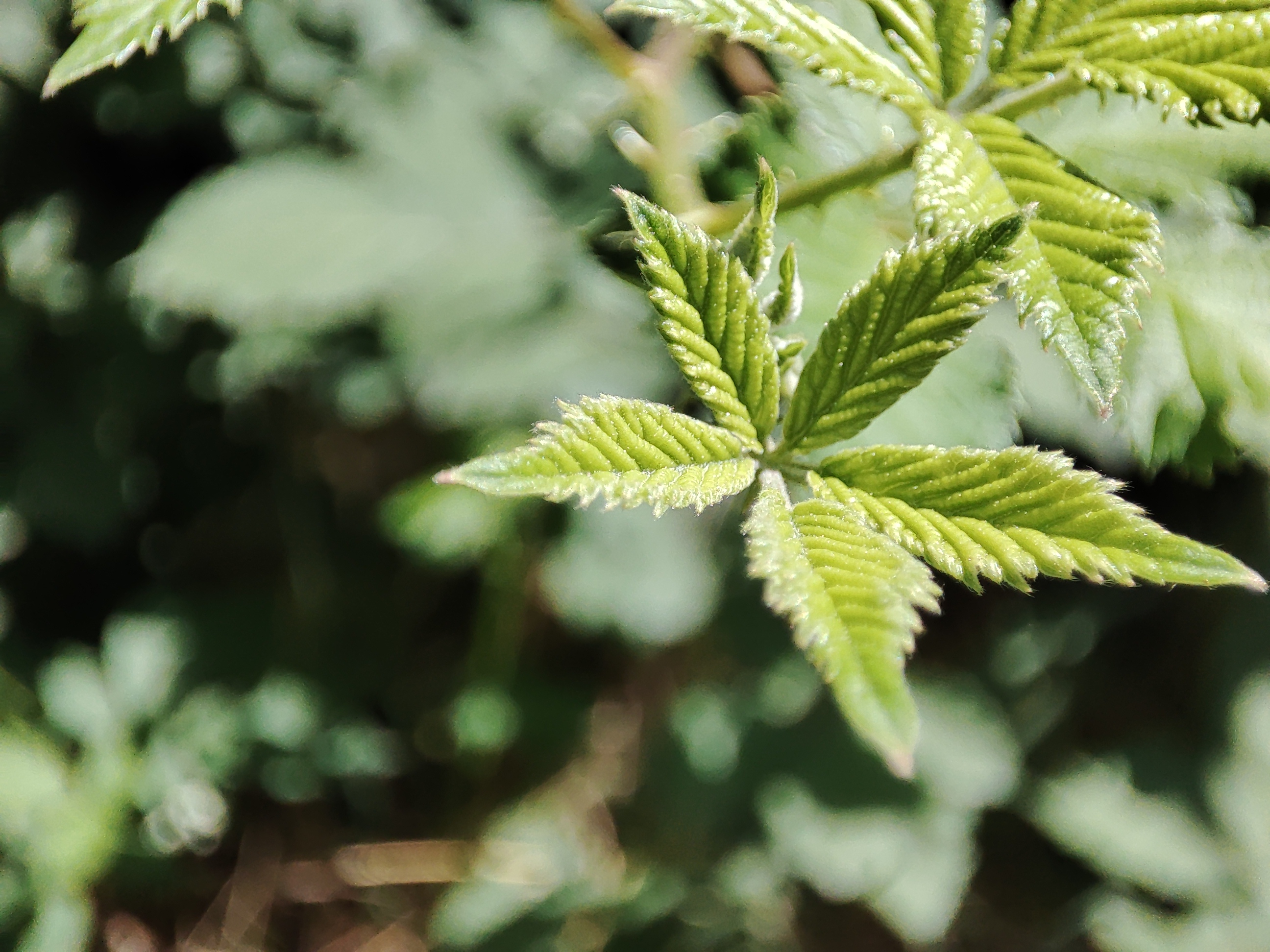 Leaves of a cannabis plant in a botanical garden.