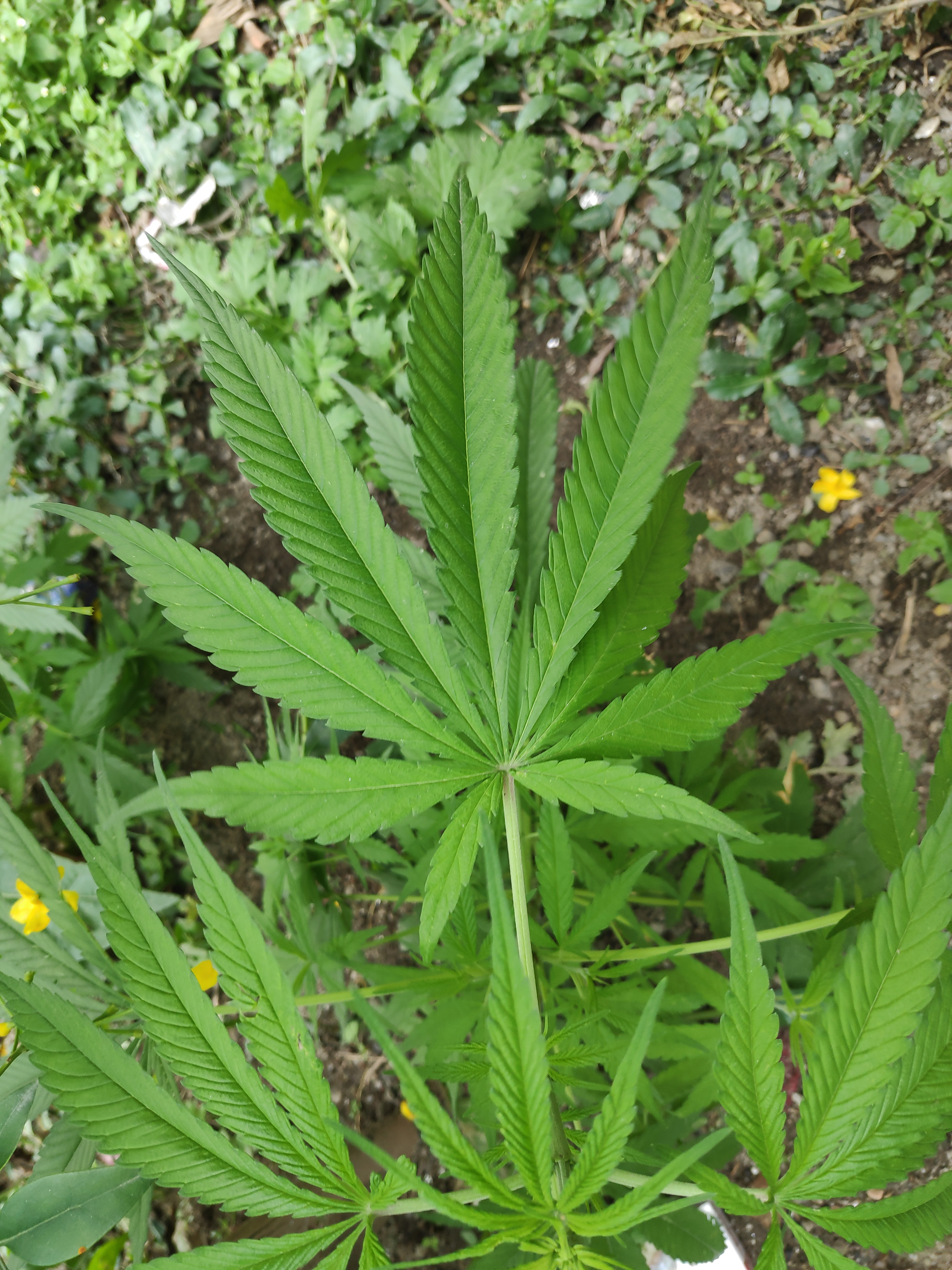 Green cannabis leaves growing among other vegetation.