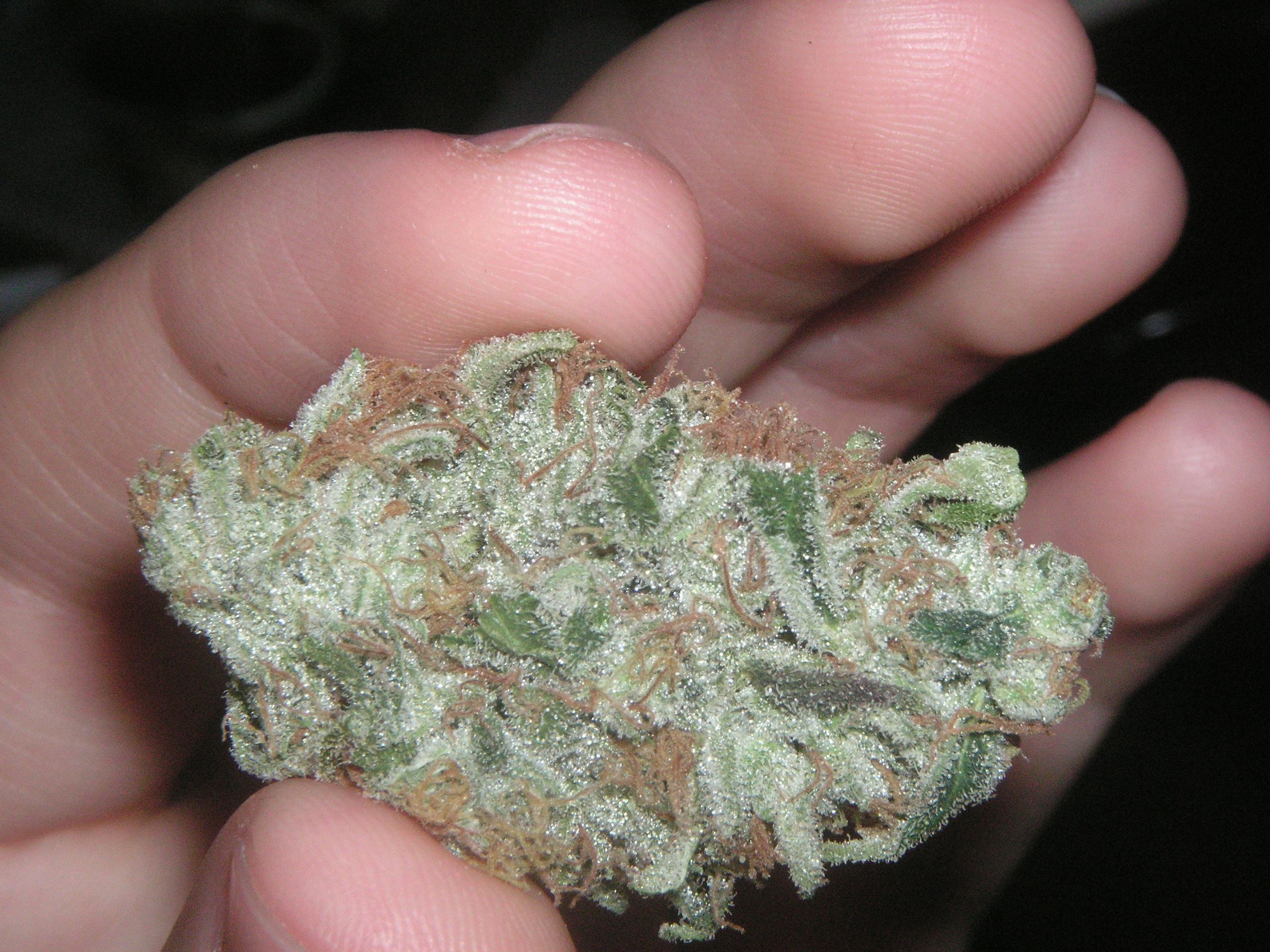 Cannabis flower held in a hand in an archival photograph.
