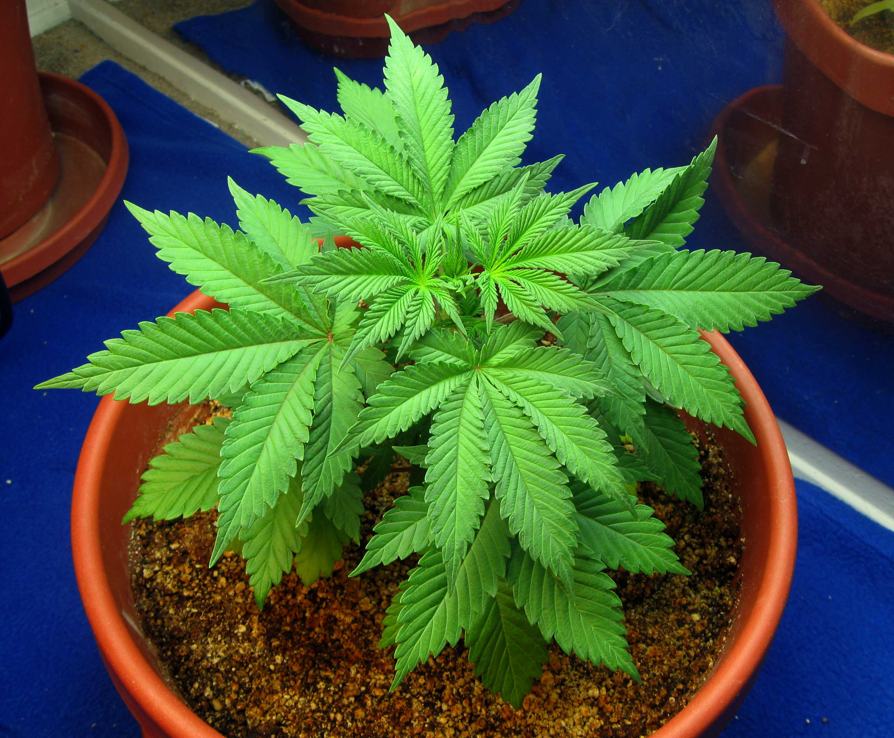 A young leafy cannabis plant growing in a pot.