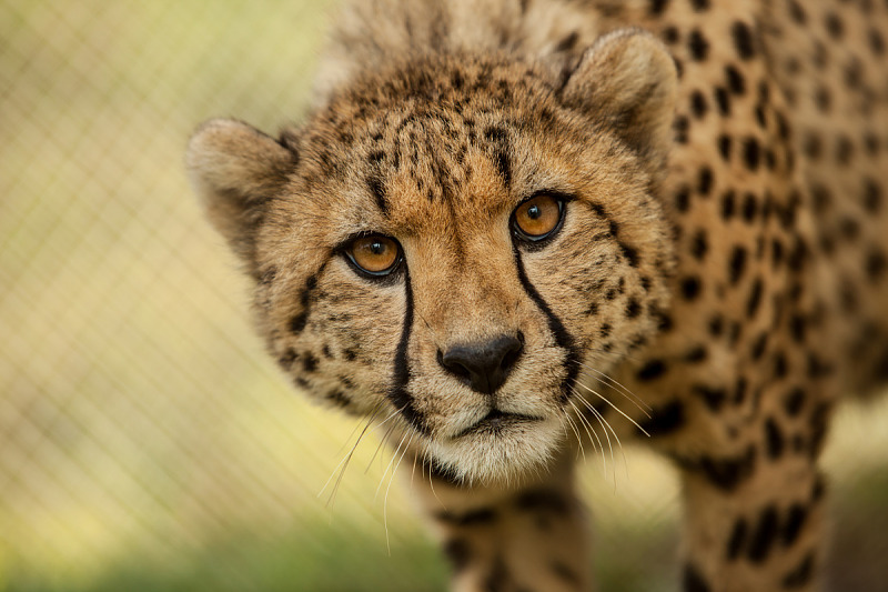 A cheetah faces the camera in a close view of its spotted head and shoulders.