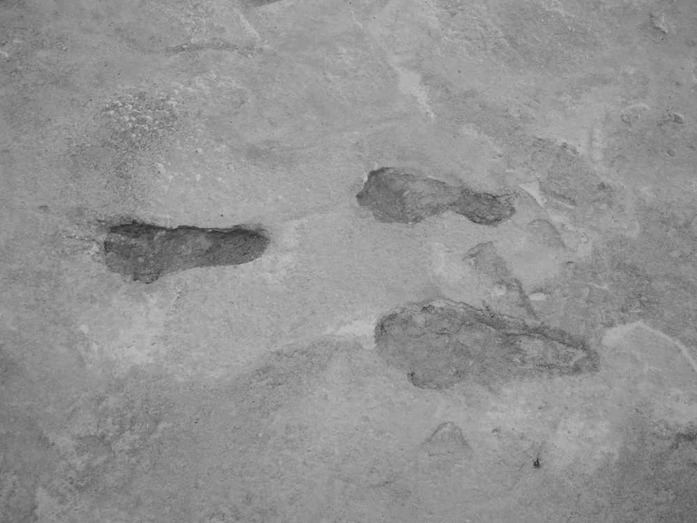 Three fossil footprints are visible in pale sediment.