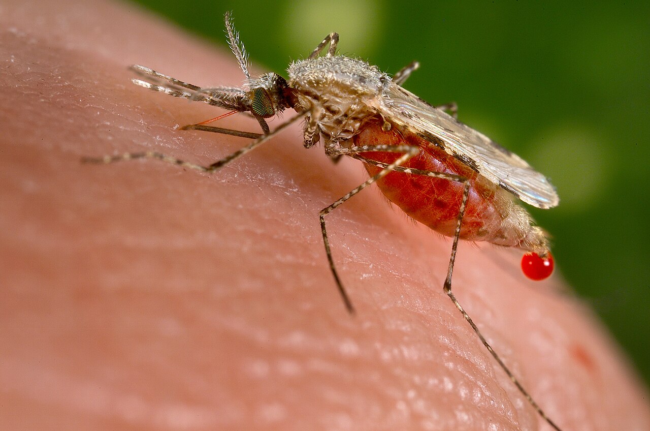 An Anopheles stephensi mosquito viewed close up.