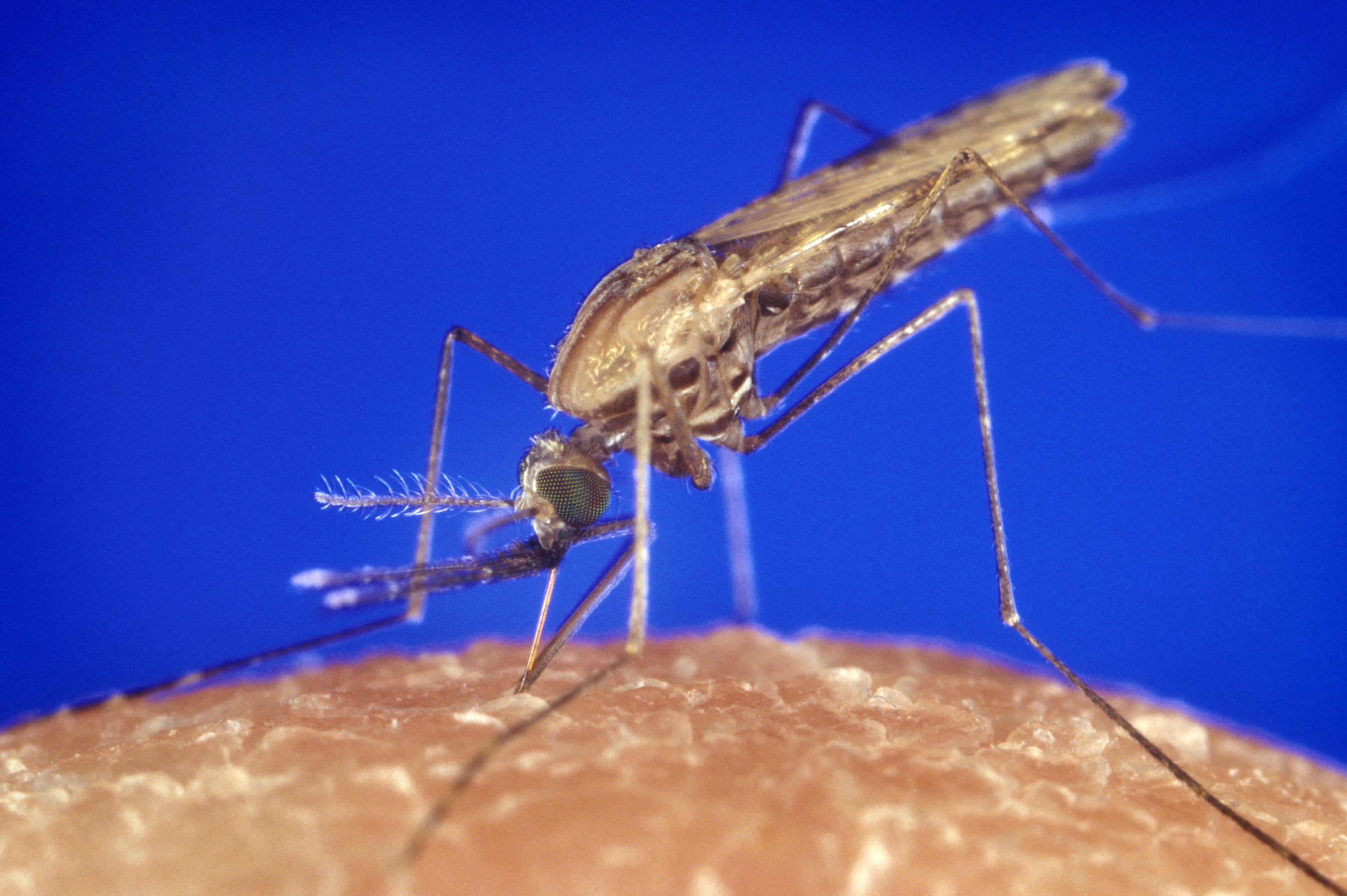 Close view of a mosquito feeding on skin against a blue background.