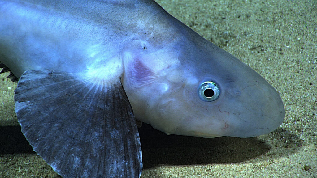 Jellynose fish above the seabed.