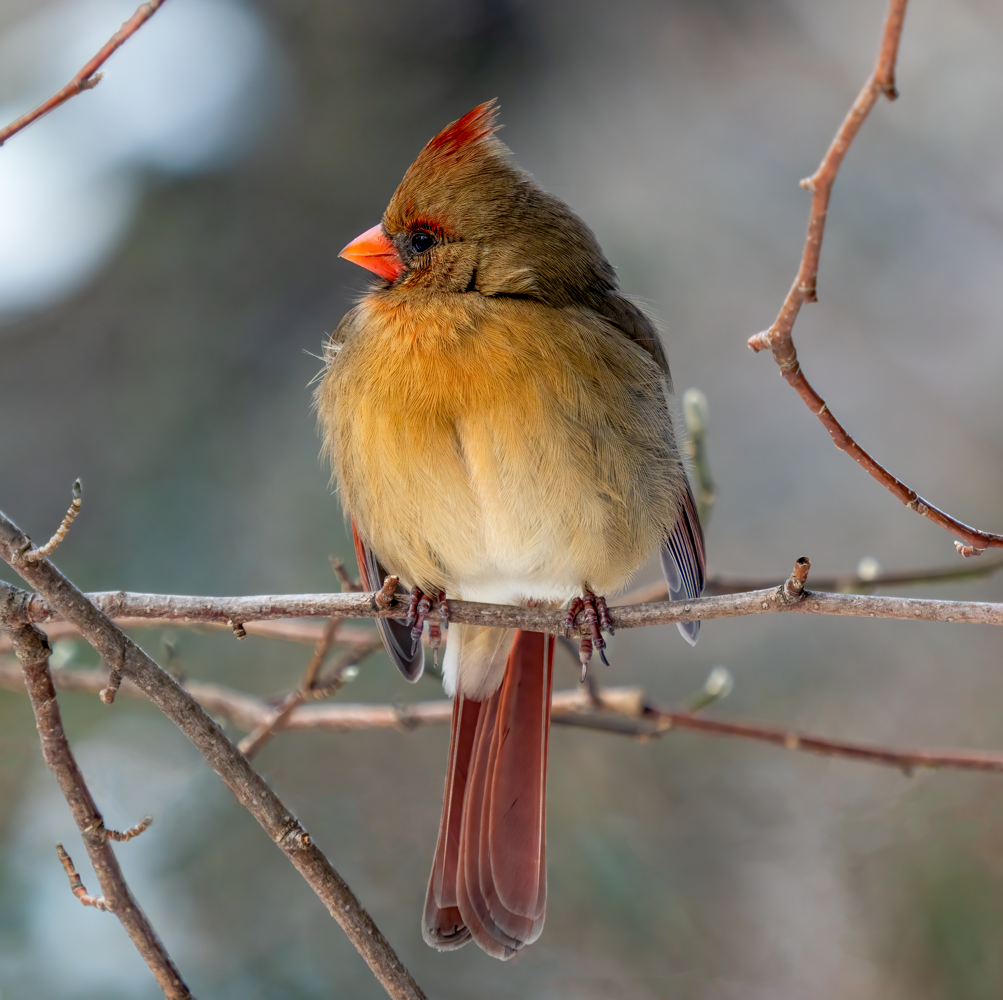 Female northern cardinal perched on a branch.