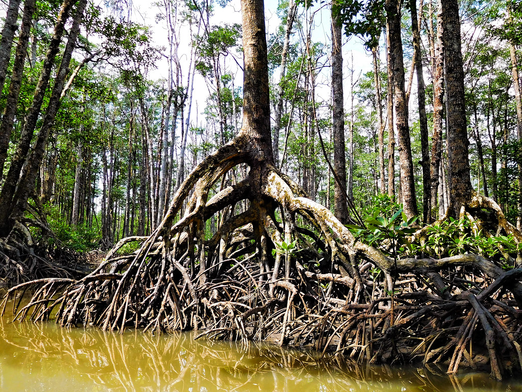 Mangrove roots beside shallow water in a dense forest.