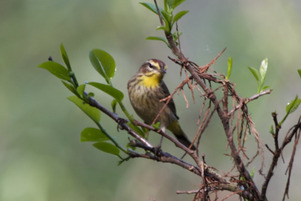 A small streaked bird perches among branches.