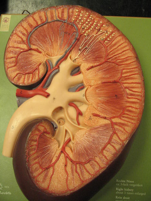 File: cutaway teaching model of a kidney.