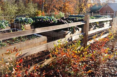 Raised beds behind a fence among autumn leaves.