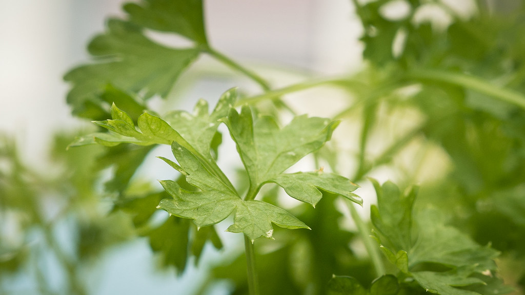 File photo: a close view of parsley leaves.