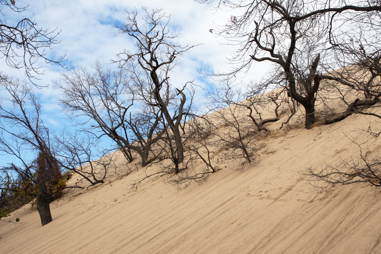 Dune sand surrounds tree trunks on Mount Baldy’s inland slope.