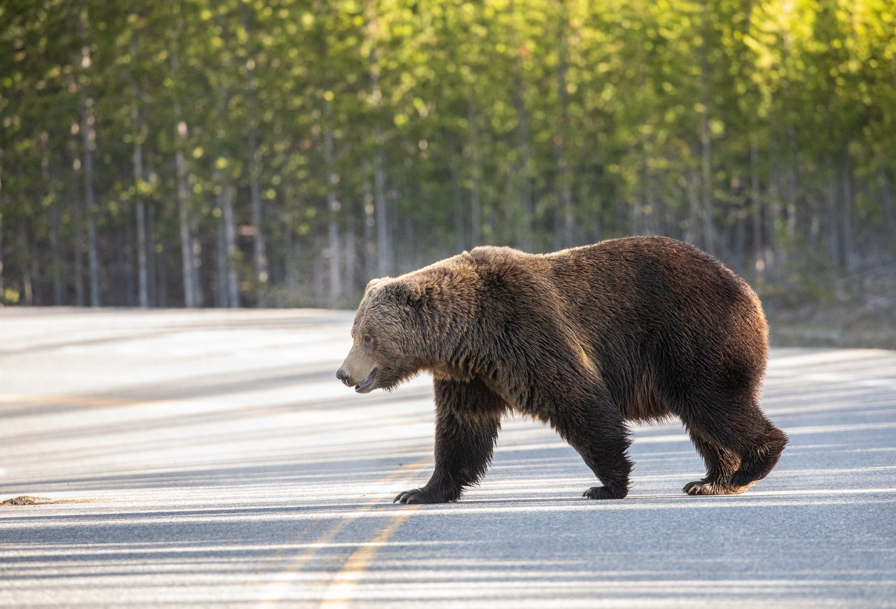 A grizzly bear walks across a paved road beside woodland.