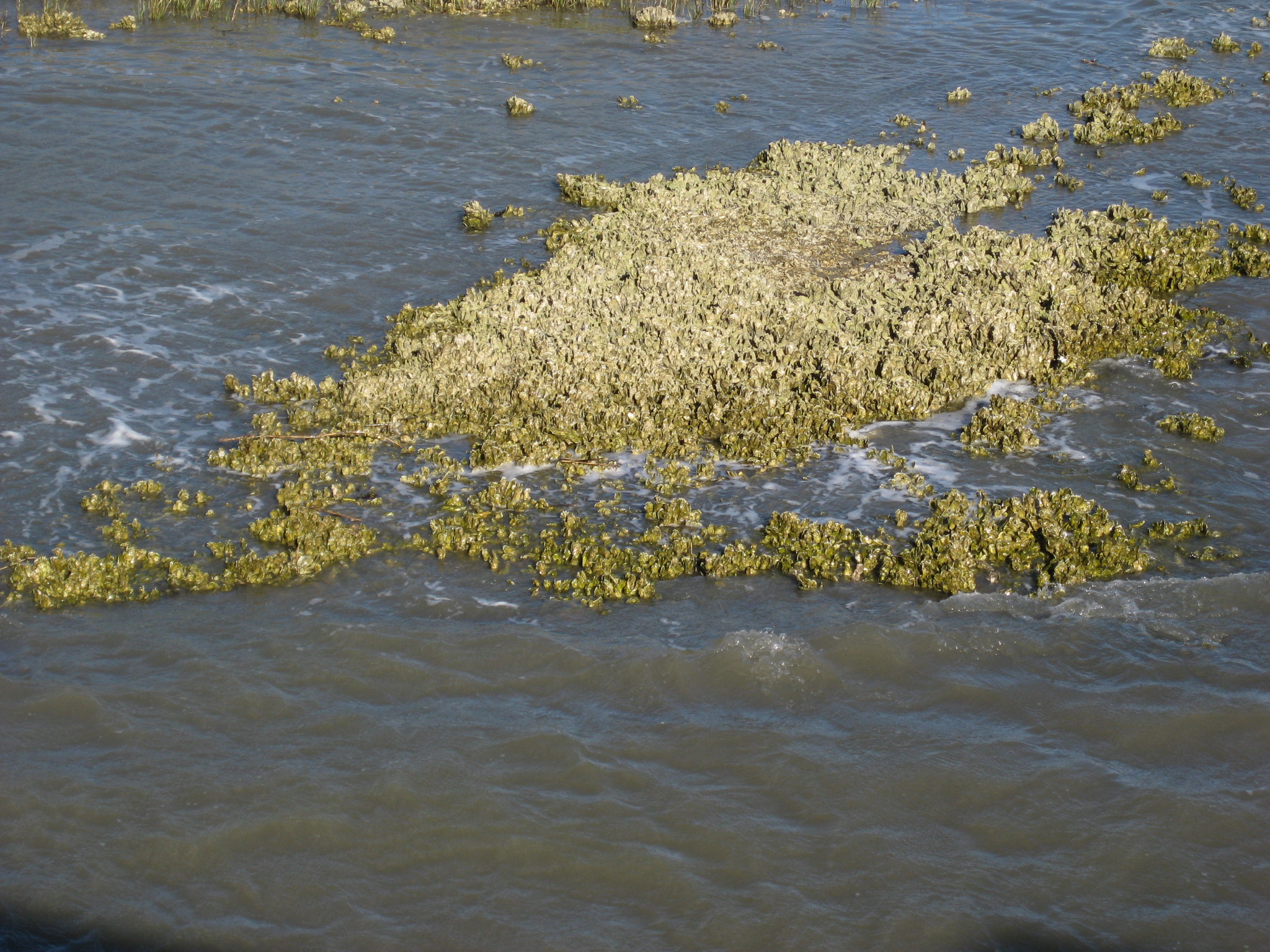 An oyster reef protrudes above tidal water.
