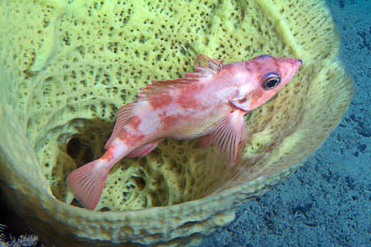 A pink rockfish rests inside a yellow sponge.