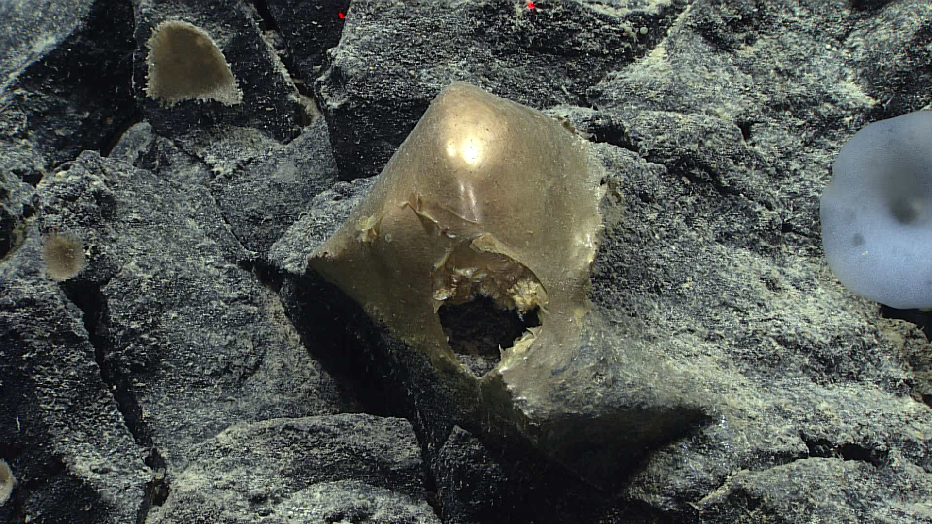 Golden dome-shaped material with an opening rests on a dark rocky seafloor.