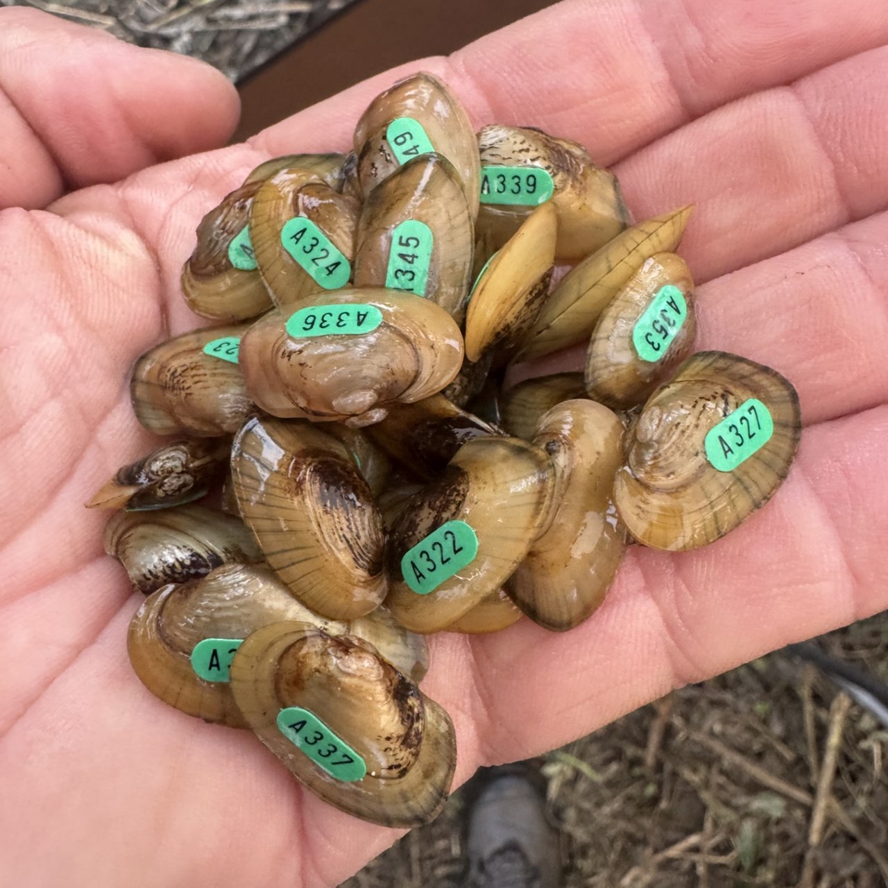A hand holding small tan and brown mussels with green numbered identification tags.
