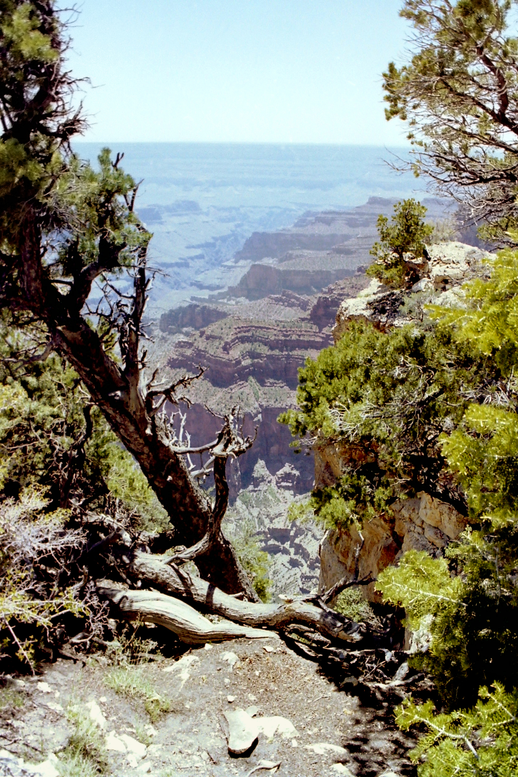 Pine trees frame layered cliffs and a deep canyon viewed from Bright Angel Point.